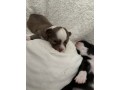 cuccioli-chihuahua-pelo-lungo-lilac-e-cioccolato-small-5