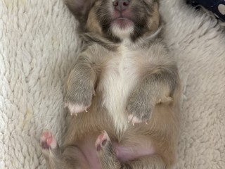 Cuccioli Chihuahua pelo lungo lilac e cioccolato