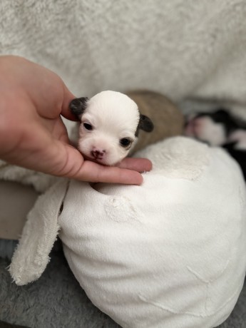 cuccioli-chihuahua-pelo-lungo-lilac-e-cioccolato-big-3