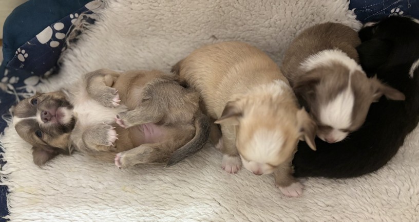 cuccioli-chihuahua-pelo-lungo-lilac-e-cioccolato-big-2