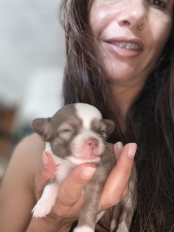 cuccioli-chihuahua-pelo-lungo-lilac-e-cioccolato-big-4