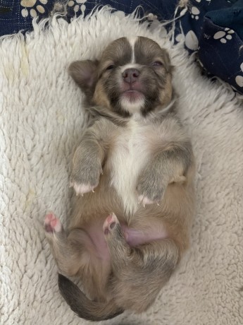 cuccioli-chihuahua-pelo-lungo-lilac-e-cioccolato-big-0