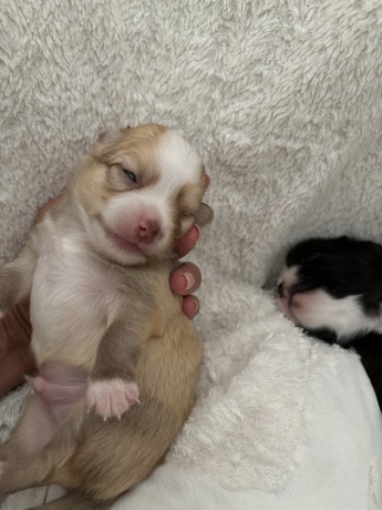 cuccioli-chihuahua-pelo-lungo-lilac-e-cioccolato-big-7