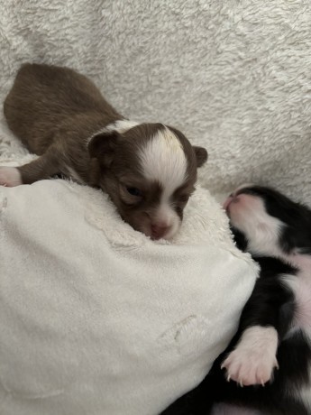 cuccioli-chihuahua-pelo-lungo-lilac-e-cioccolato-big-5