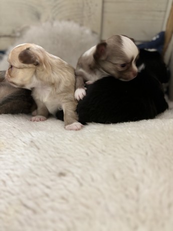 cuccioli-chihuahua-pelo-lungo-lilac-e-cioccolato-big-1