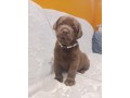 labrador-cioccolato-con-pedigree-small-0