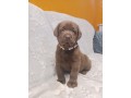 labrador-cioccolato-con-pedigree-small-1