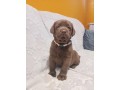 labrador-cioccolato-con-pedigree-small-2