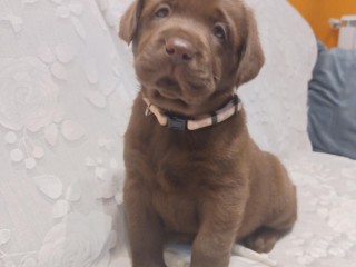 Labrador cioccolato con pedigree