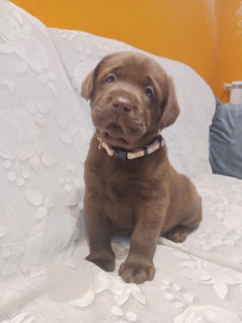 labrador-cioccolato-con-pedigree-big-0