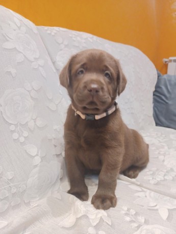 labrador-cioccolato-con-pedigree-big-1