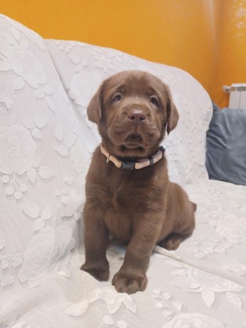 labrador-cioccolato-con-pedigree-big-2