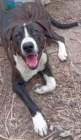 cagnolino-in-adozione-jgor-big-1