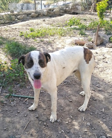 cagnolino-in-adozione-vita-big-2