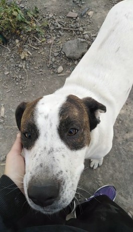 cagnolino-in-adozione-vita-big-0