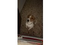 cagnolina-jack-russell-small-0