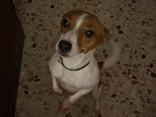 Cagnolina Jack Russell