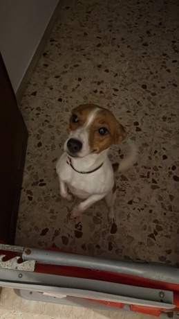 cagnolina-jack-russell-big-0