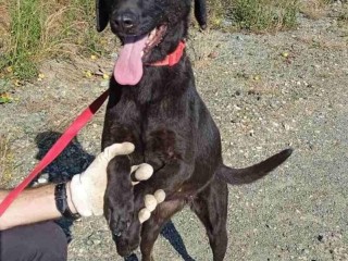 SURE CAGNOLINA BOSNIACA