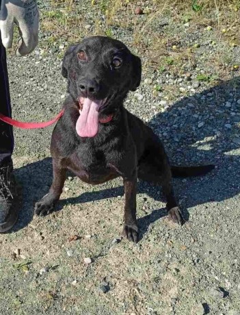 sure-cagnolina-bosniaca-big-2