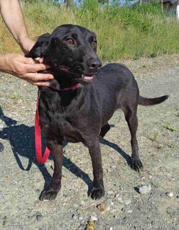 sure-cagnolina-bosniaca-big-1