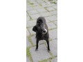 cagnolina-in-adozione-nerina-small-1