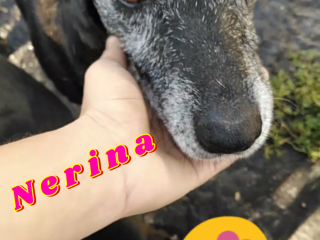 Cagnolina in Adozione Nerina