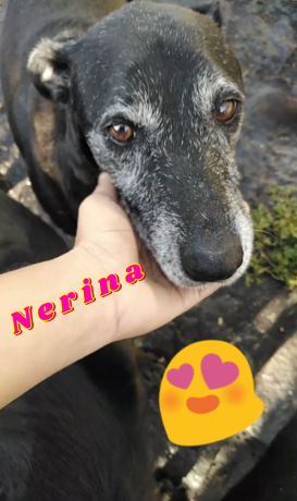 cagnolina-in-adozione-nerina-big-0