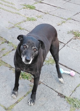 cagnolina-in-adozione-nerina-big-2