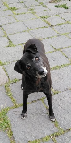 cagnolina-in-adozione-nerina-big-1