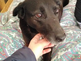 Cagnolina in Adozione Bella