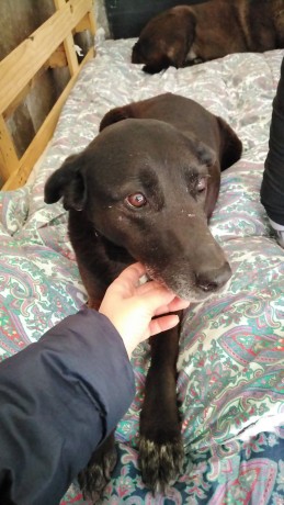 cagnolina-in-adozione-bella-big-0