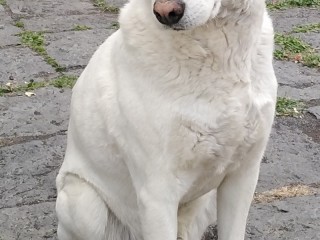 Cagnolino in Adozione Batman