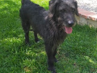 Cagnolina in Adozione Ariel