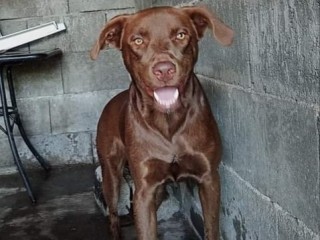 Cagnolino in Adozione Aki