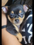chihuahua-toy-small-1