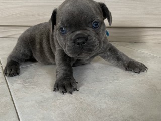 Cuccioli di bulldog francese Esotici Blue