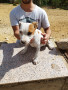 cuccioli-di-american-staffordshire-terrier-small-0