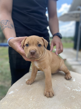 pitbull-terrier-red-nose-big-2