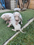 cuccioli-disponibili-dogo-argentino-small-4