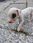 cuccioli-disponibili-dogo-argentino-small-1