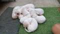 cuccioli-disponibili-dogo-argentino-small-5